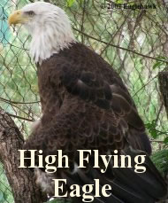 HighFlyingEagle.jpg